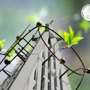 Karfreitag in St. Magni