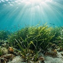 Tag des Seegrases – BUW-Preisträgerinnen live