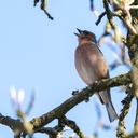 Lieder aus aller Welt