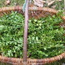 Gottesdienst zum Palmsonntag