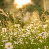 Garten im Wandel - Blühende Vielfalt zu…