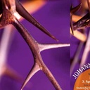 Johann Sebastian Bach: Johannes-Passion