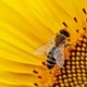 Summ summ summ, Bienchen summ herum...!