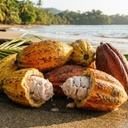 Samoanischer Koko (Kakao) – Familienworkshop