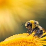 Darauf fliegen wir - insektenfreundliche…