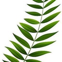 Gottesdienst zum Palmsonntag