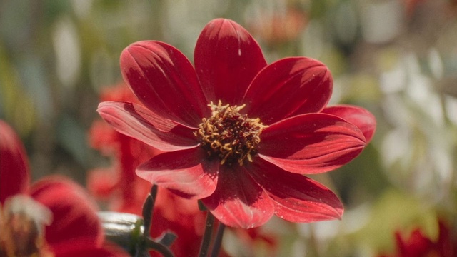 Little Trouble Girls