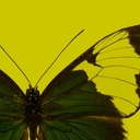 Workshop 3: Libellen