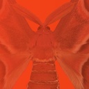 Kuratorenführung durch die Ausstellung “Tarnen & Täuschen – Der Schmetterlingscode”