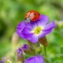 DER MAI IST GEKOMMEN - Frühlingskonzert der Ansgarii-Chöre