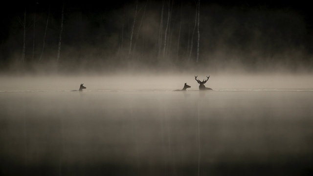 Das Flüstern der Wälder