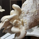 Einführung in die Pilzzucht