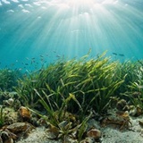 Tag des Seegrases – BUW-Preisträgerinnen live