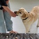 Wau - WOW! Mit Hund ins Museum