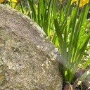 Gemeinsamer Gottesdienst mit Hl. Abendmahl am Ostersonntag in St. Johannis Arbergen