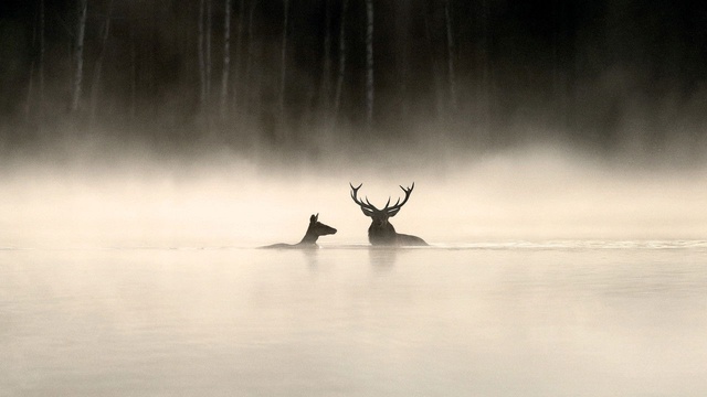 Das Flüstern der Wälder