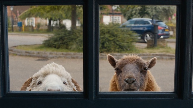 Glennkill: Ein Schafskrimi