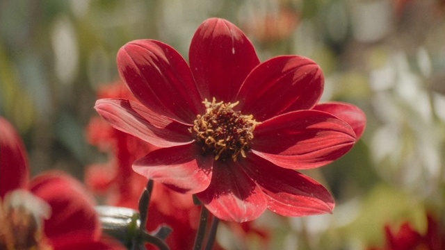 Little Trouble Girls