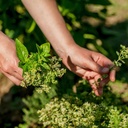 Die Vielfalt der Kräuter: lecker, gesund und mystisch