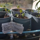 Pflanzentauschmarkt & Gartenallerlei