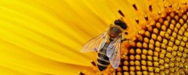 Summ summ summ, Bienchen summ herum...!