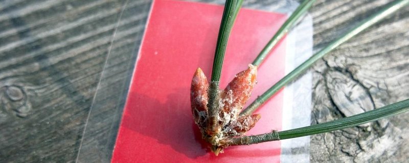Abenteuer Wald