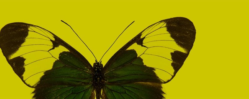 Workshop 3: Libellen