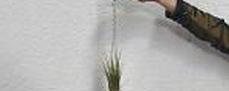 Makramee-Mini-Blumenampel mit Tillandsie