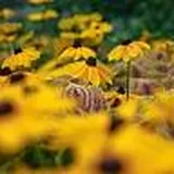 Naturnaher und pflegeleichter Garten