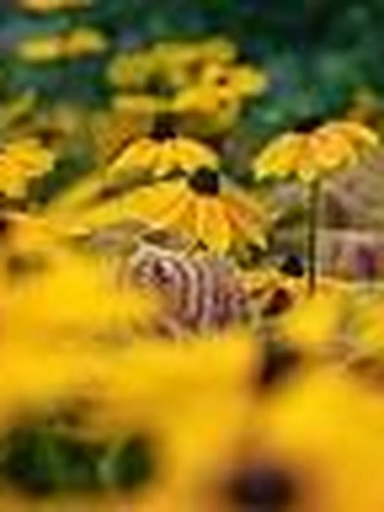 Naturnaher und pflegeleichter Garten