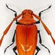 Keramische Insekten