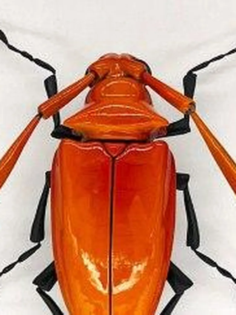 Keramische Insekten