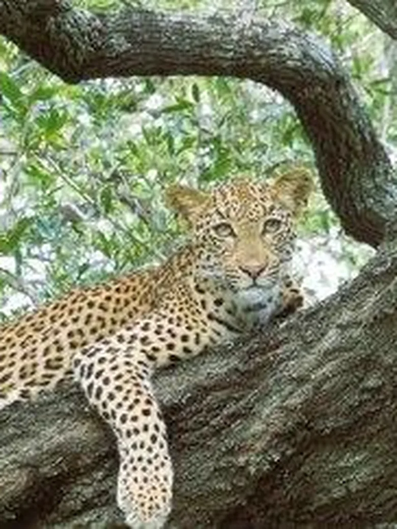 Traumziel Südafrika - eine Reise voller…