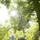 Garten im Wandel - Bäume im Fokus