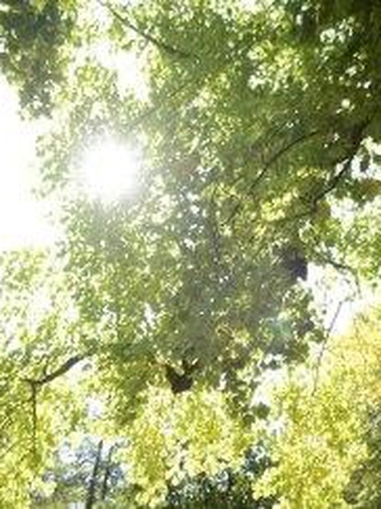 Garten im Wandel - Bäume im Fokus