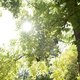 Garten im Wandel - Bäume im Fokus
