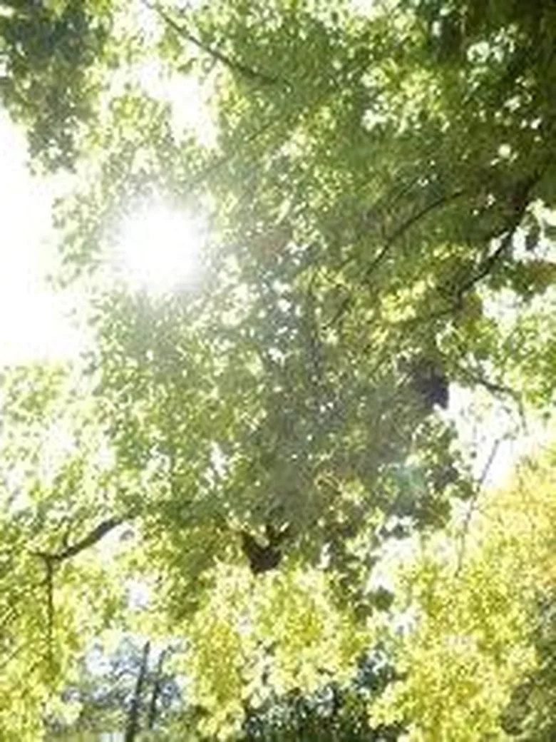Garten im Wandel - Bäume im Fokus