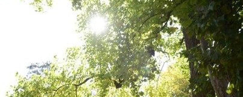 Garten im Wandel - Bäume im Fokus