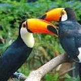 Ausflug in den Vogelpark Walsrode mit dem Eschhoftreff (Nur mit Anmeldung)