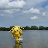 Swimming With Dolphins