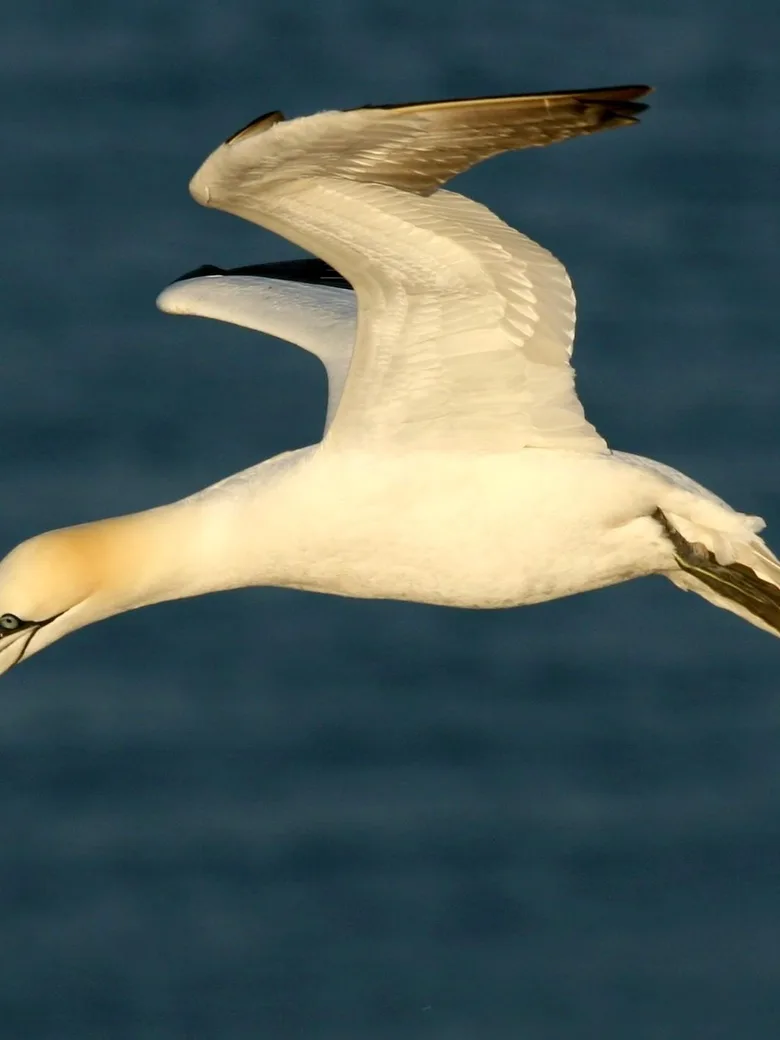 Helgoland – Vogelinsel Nr. 1