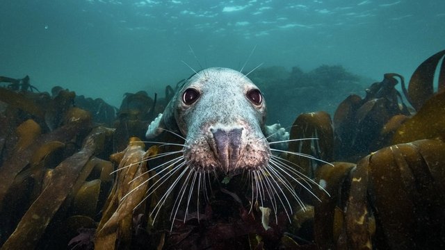 Die Wilde Nordsee - Natur, die sich nicht zähmen lässt