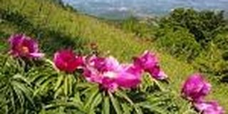 Die Bergblumenwelt des Apennin