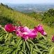 Die Bergblumenwelt des Apennin