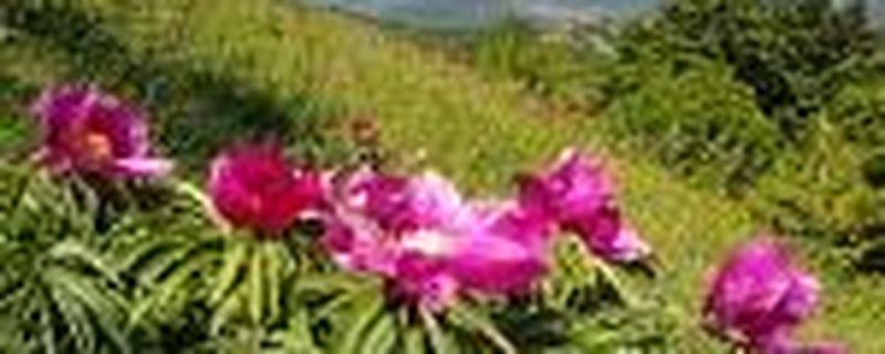 Die Bergblumenwelt des Apennin