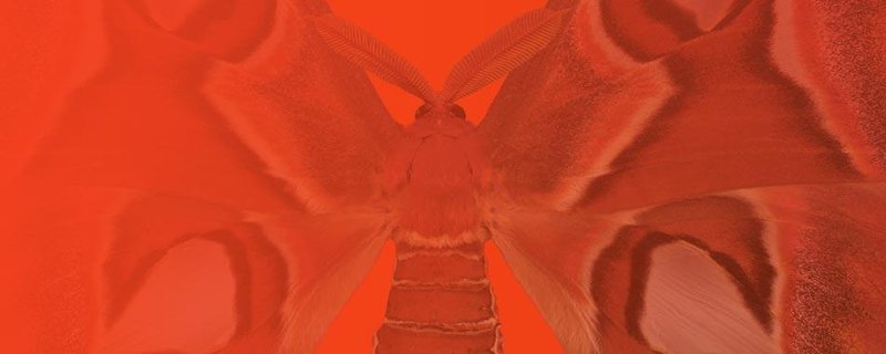 Kuratorenführung durch die Ausstellung “Tarnen & Täuschen – Der Schmetterlingscode”