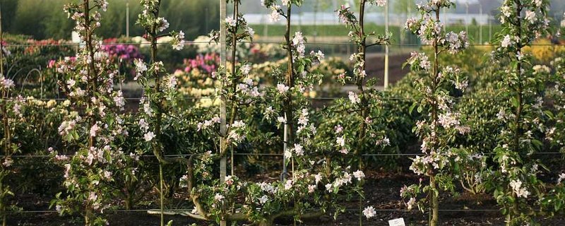 Abendspaziergang im Juni – Form- und Säulenobst für den Garten