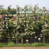 Abendspaziergang im Juni – Form- und Säulenobst für den Garten