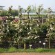 Abendspaziergang im Juni – Form- und Säulenobst für den Garten