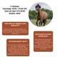 Schnupperkurs Reiten für Erwachsene